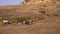 Feral horse herd makes its way to the top of the ridge.