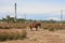 Feral Horse and Lighthouse