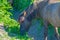 Feral horse in a meadow in wetland in spring