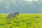 Feral horse in a meadow in wetland in sunlight