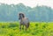 Feral horse in a meadow in wetland in sunlight