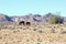 Feral horses desert mountains Garub, Namibia, Africa