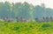 Feral horses in a meadow in wetland in spring