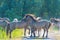 Feral horses in a meadow in wetland in spring