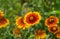 Feral Indian blanket flower