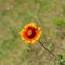 Feral Indian blanket flower