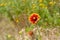 Feral Indian blanket flower