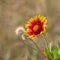 Feral Indian blanket flower