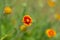 Feral Indian blanket flowers