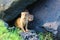 Feral mongoose hiding under lava rocks