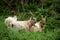 Feral mountain goat in coastal region of North Wales, UK