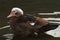 Feral muscovy duck profile