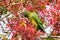 Feral Parrot Red Crowned Parrot on a tree, eating red berries, Sunnyvale, south San Francisco bay area, California