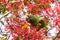 Feral Parrot Red Crowned Parrot on a tree, eating red berries, Sunnyvale, south San Francisco bay area, California