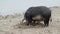 Feral pig boar-pig hybrid digs the ground in in-shore zone next to the delta Danube river