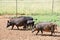 A Feral Pig on a Farm