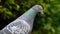 Feral Pigeon.