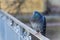 Feral pigeon, also called city dove, city pigeon, or street pigeon sitting on a handrail