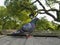 A Feral pigeon bird on wooden roof with trees on background.