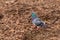 Feral Pigeon on a Brown Seaweed Beach