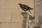 Feral pigeon in the city with it`s shadow on the wall