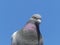 Feral Pigeon Closeup Detail Head Neck and Upper Body Against a Blue Sky