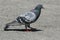 Feral Pigeon - Columba livia domestica