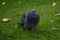 Feral Pigeon Columba livia domestica portrait standing on grass in Autumn with fallen brown leaves