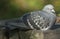 Feral pigeon, Columba livia, sitting on a bench enjoying the sun.