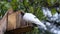 Feral pigeon feeding from peanut box.