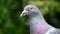 Feral Pigeon feeding in urbasn house garden.