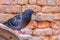 Feral pigeon in front of a brick wall