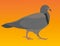 Feral Pigeon Graphic