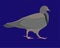 Feral Pigeon Graphic