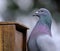 Feral pigeon looking at peanuts in squirrel feeding box.