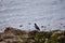 Feral pigeon resting on a cliff looking at the sea in Malta