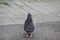 Feral pigeon on the sidewalk