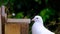 Feral pigeon stealing peanuts from squirrel box.