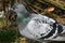 Feral pigeon in urban garden.