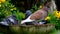 Feral pigeon in urban house garden in bright warm weather.