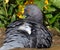 Feral pigeon in urban house garden searching for food.