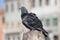 Feral pigeon in Venice, Italia