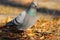 Feral pigeon walking in the park