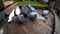 Feral pigeons, also called city doves, city pigeons, or street pigeons.