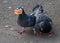 Feral pigeons columba livia domestic