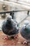 Feral Pigeons Columba Livia Domestica