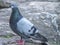 Feral pigeons, Columba livia domestica