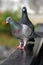 Feral pigeons Columba livia domestica, also called city doves, city pigeons, or street pigeons sitting on a wooden handrail
