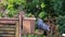 Feral pigeons fighting over peanuts in a squirrel feeding box.