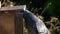 Feral pigeons fighting over peanuts in a squirrel feeding box.